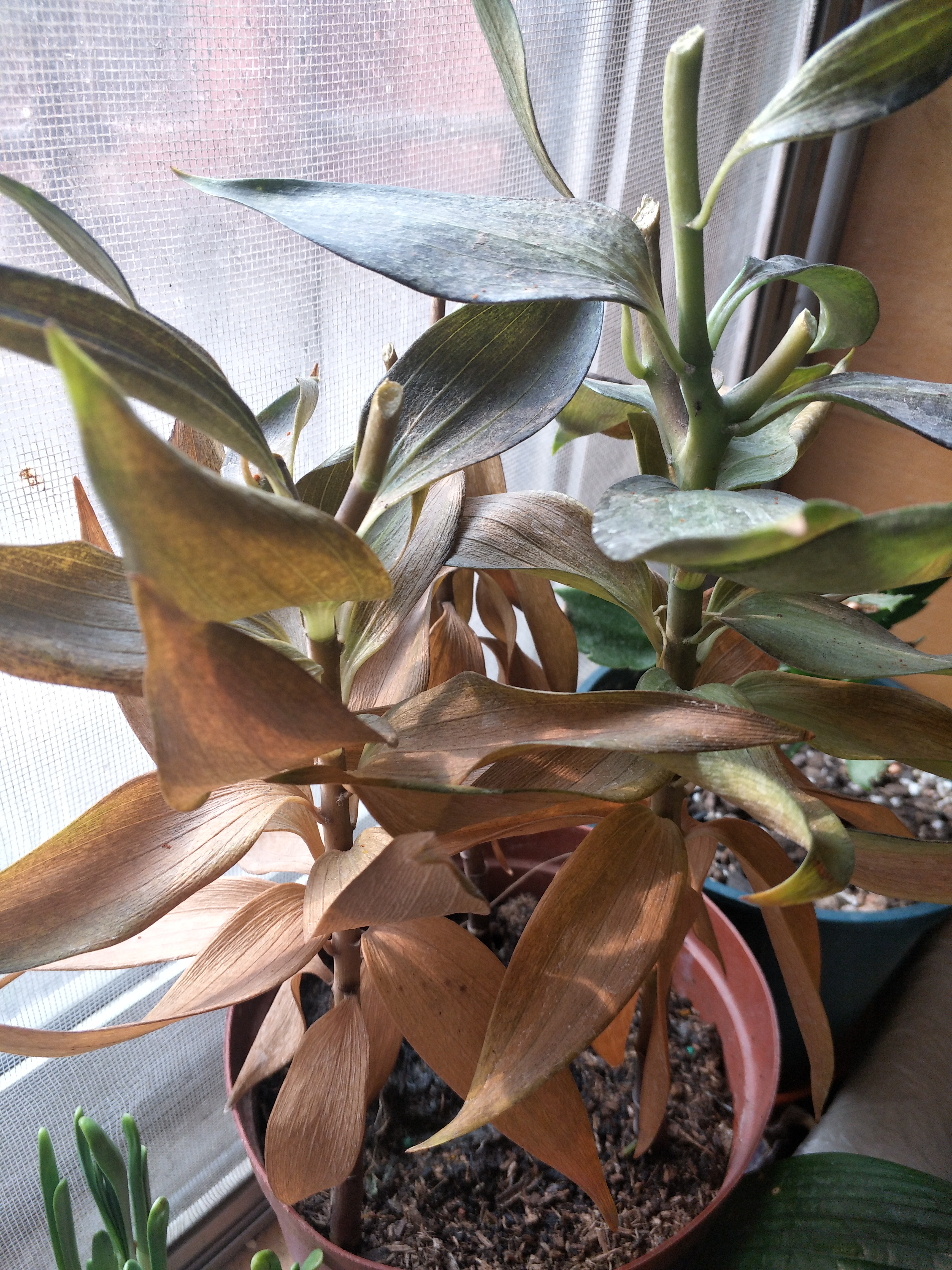 百合花开败后需要换盆吗,百合花开败了种球可以重新再种吗