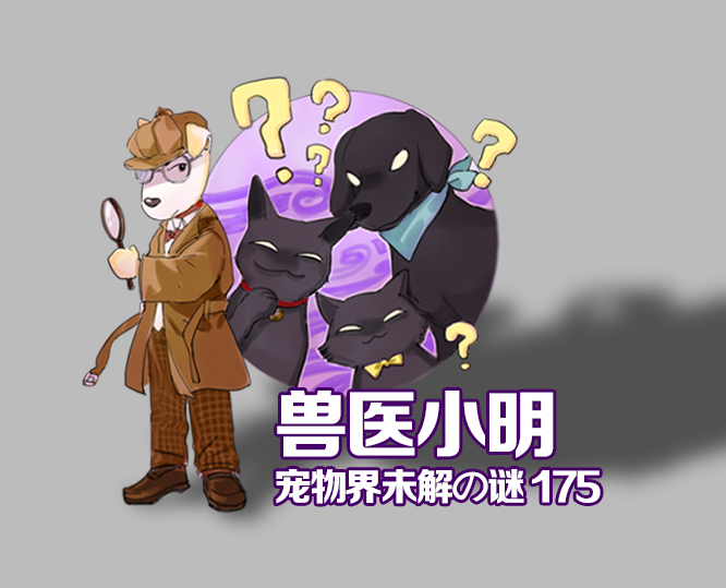 辟谣：狗狗眼睛变蓝滴眼药水就行？找准病因是关键，否则会害了它