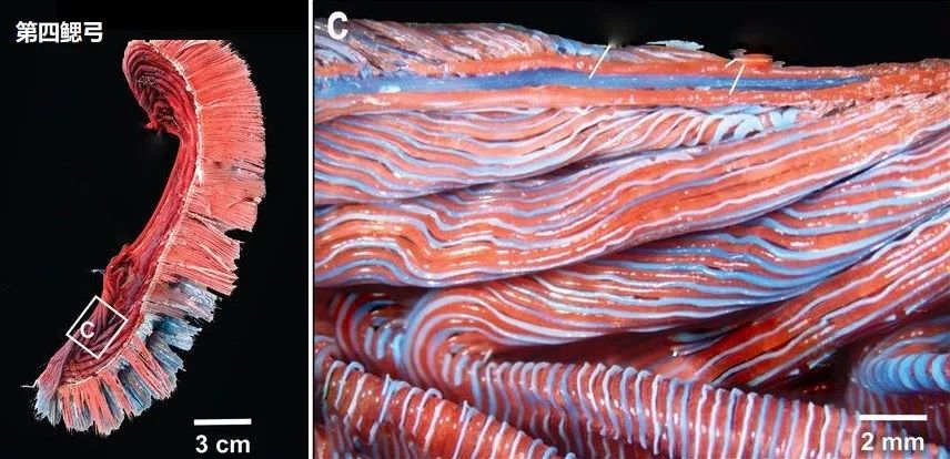 动物冬天为什么不冻脚,动物为什么能抵御寒冷