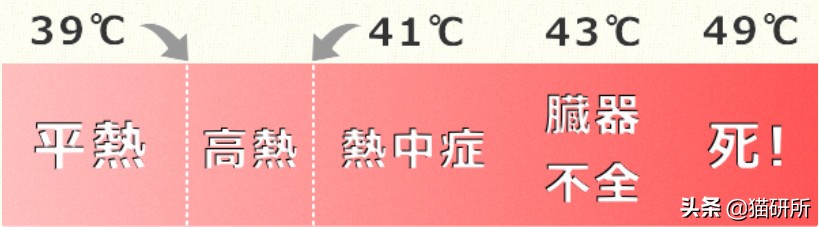 猫咪中暑急救,猫防中暑最好的方法