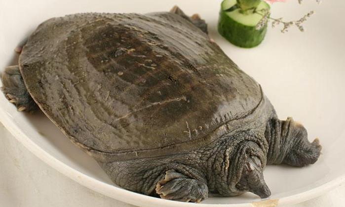 甲鱼要怎么养啊,甲鱼要怎么养大