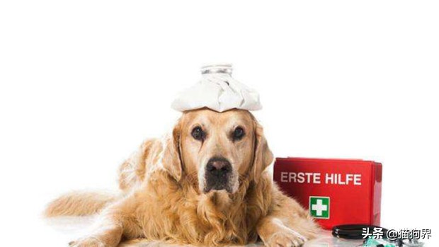 狗狗中暑严重去医院大概多少钱,狗狗中暑后又吐又拉血怎样治疗