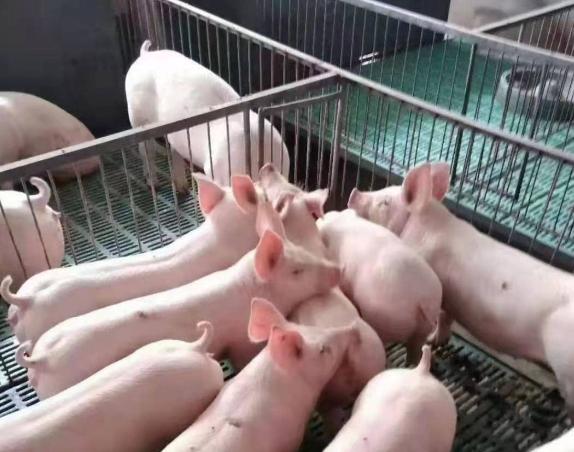 仔猪不吃食瘦精神不振打什么针,仔猪不吃食精神好是什么原因