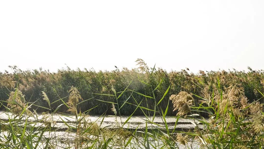 免费+湿地公园+花海栈道…珠澳市民新的休闲好去处