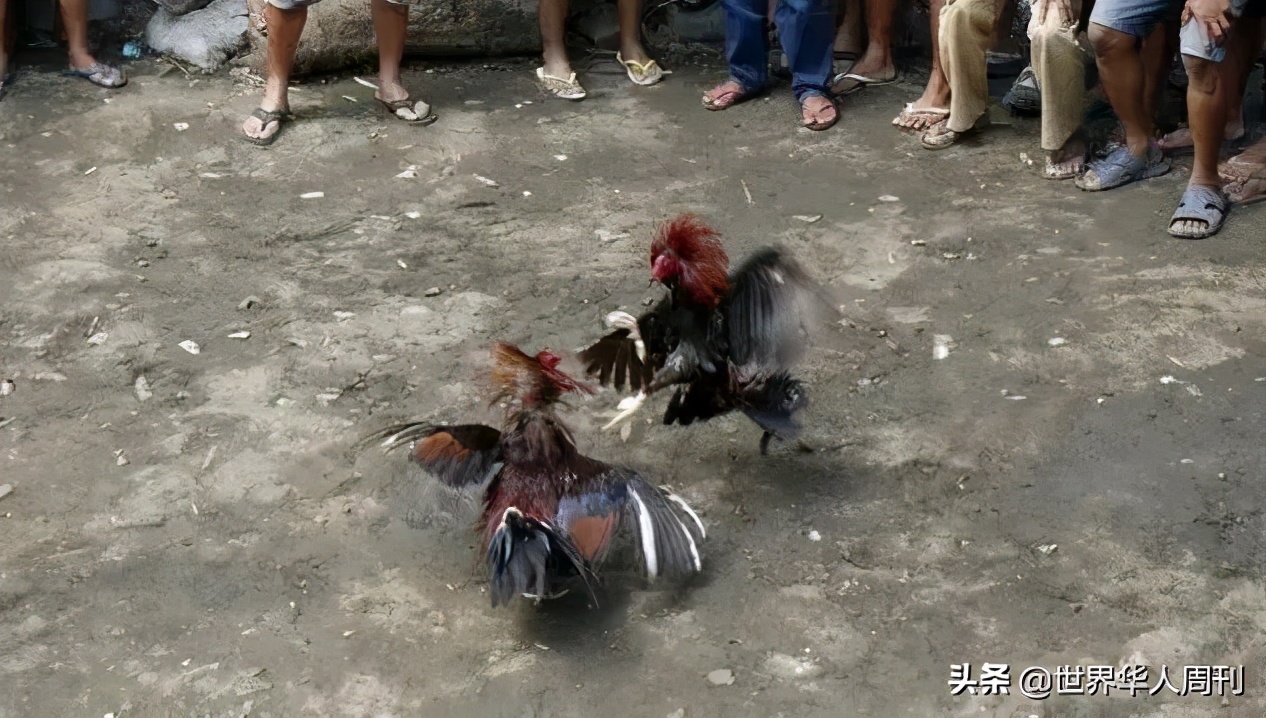 菲律宾斗鸡失误死亡,菲律宾斗鸡带刀杀死主人