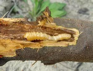 养殖周期及注意事项大全,重点养护品种的养护周期