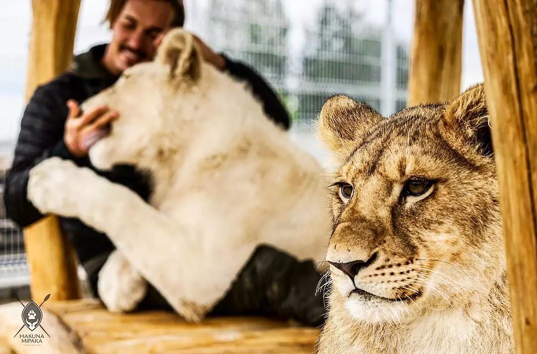 放弃百万年薪，去非洲撸猫？长腿版小李子引63w人舔屏：看我看我