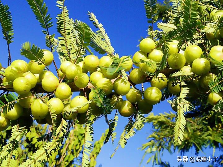 那些年我们一起摘过的野果子，现在少见了，你还记得几种