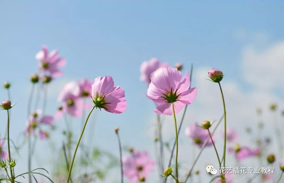 20种常见的菊科植物有哪些,哪些菊科植物好养