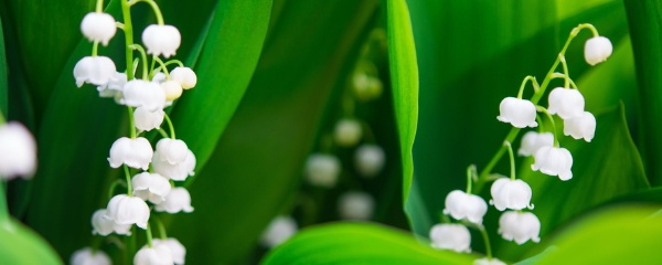 风铃草种子种植方法全过程,风铃草的养殖方法