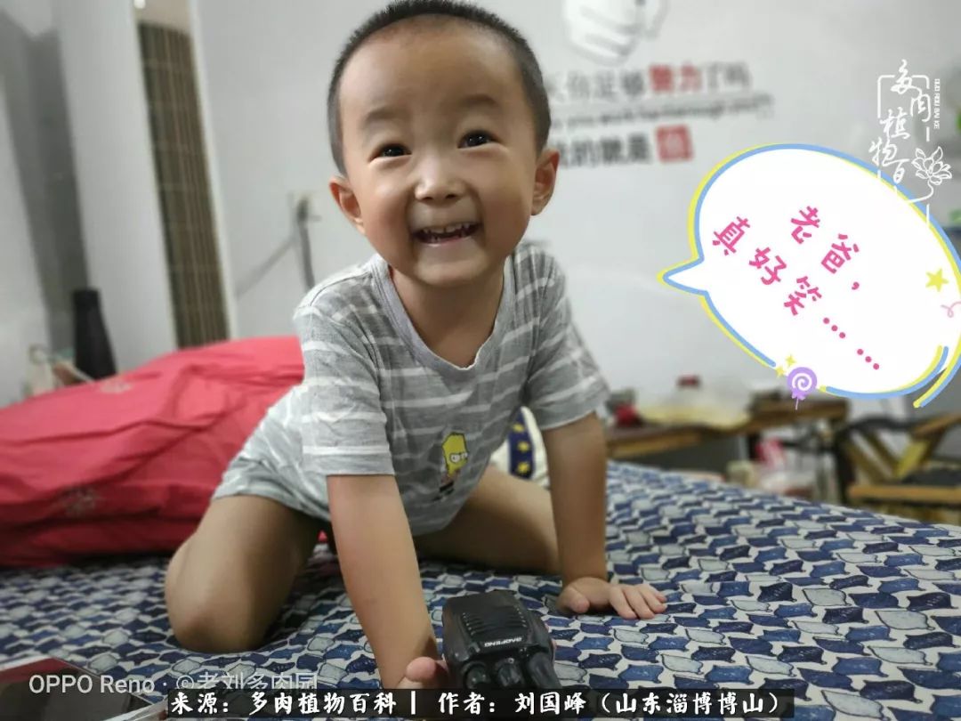 多肉植物大王叫我来巡山,大王叫我来巡山绿植