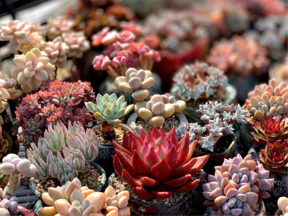 多肉植物化水的原因,多肉植物化水了怎么办呢