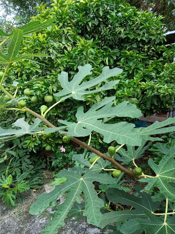 无花果种植前景分析,无花果如何规模化种植