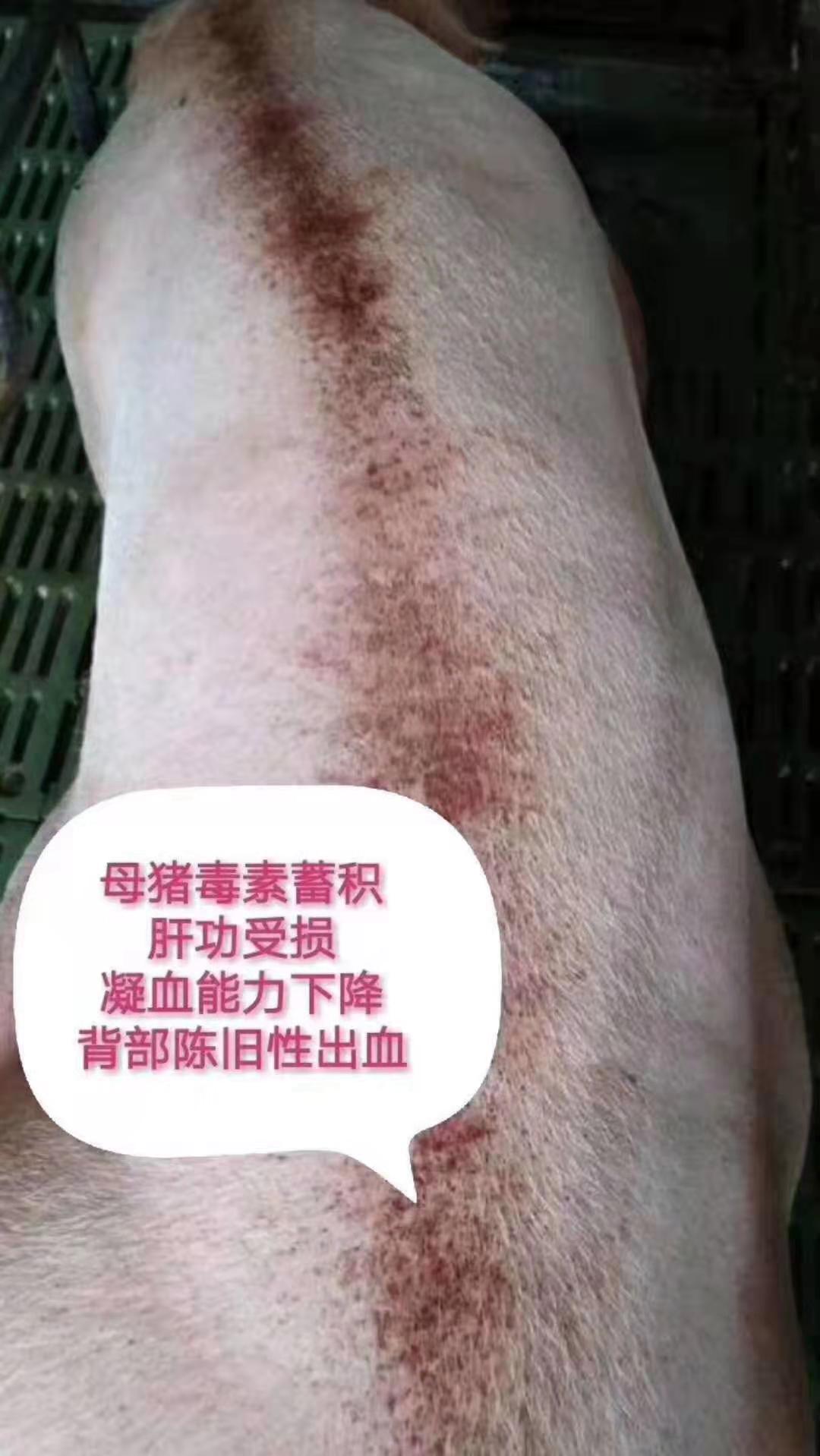猪群，母猪泪斑死皮出血点造成的原因以及预防对策