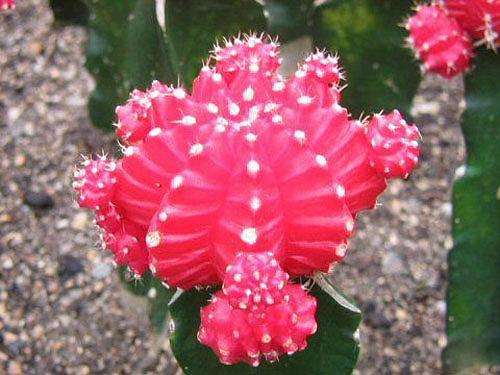 绯牡丹扦插,绯牡丹的繁殖方法