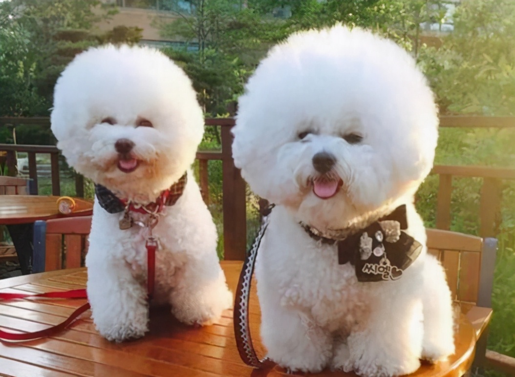 比熊犬小时候毛不卷还发黄,比熊幼犬部分毛色发黄怎么回事