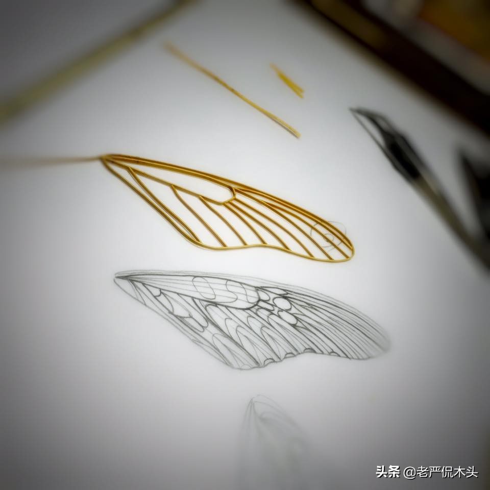 昆虫标本树脂竹节虫,昆虫标本制作竹节虫