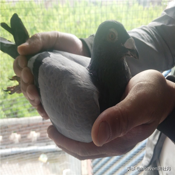 赛鸽公棚养多久鸽子才能比赛,赛鸽关键期1-3月龄幼鸽的管理要点