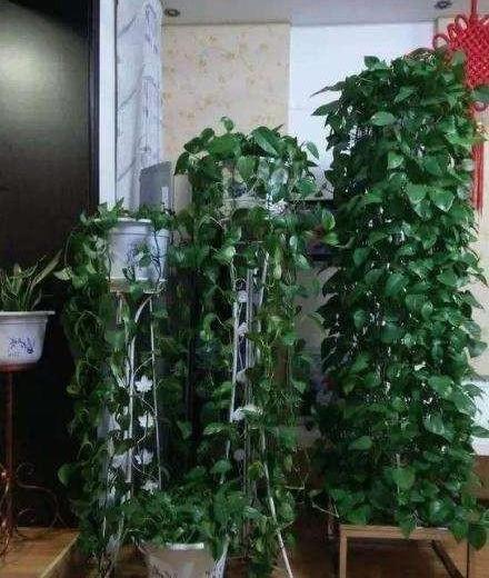 养绿萝，埋上几粒“煮豆豆”，胜过养花肥，油光锃亮爬满墙