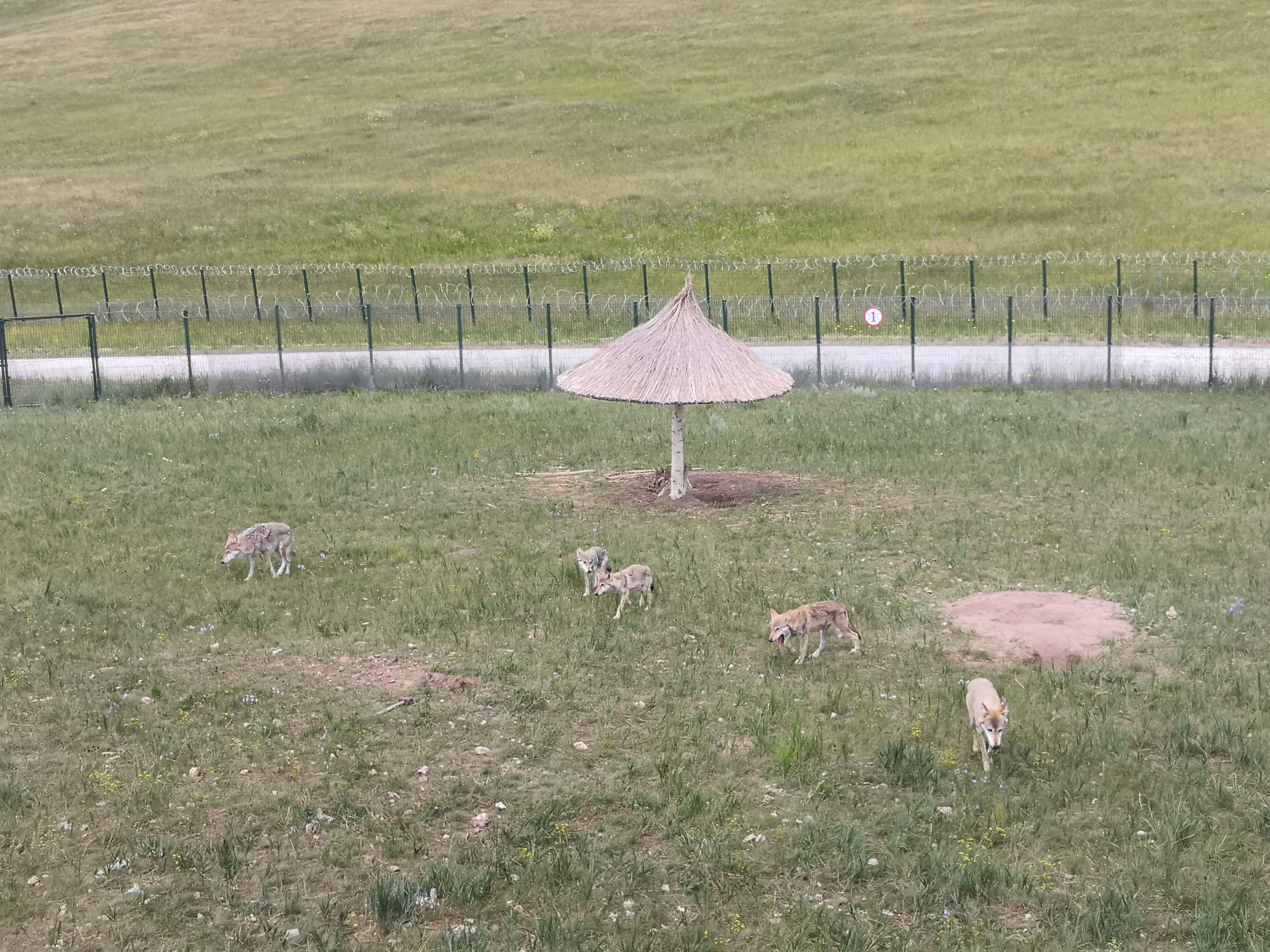 乌拉盖野狼谷狼图腾,狼图腾草原旅游