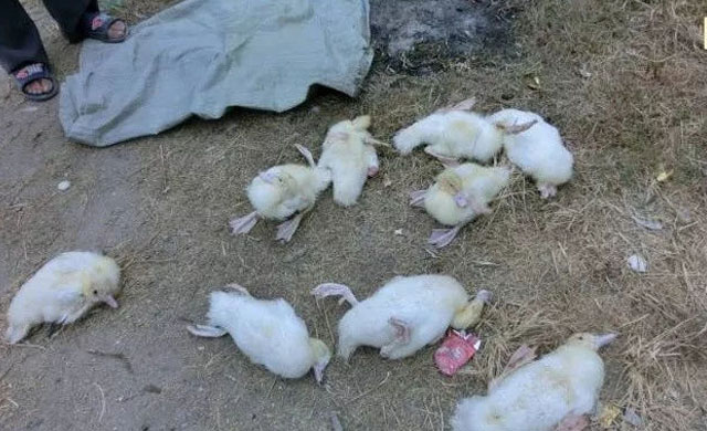 鸭子老是摇头是什么原因,鸭子拉白屎喘气怎么办