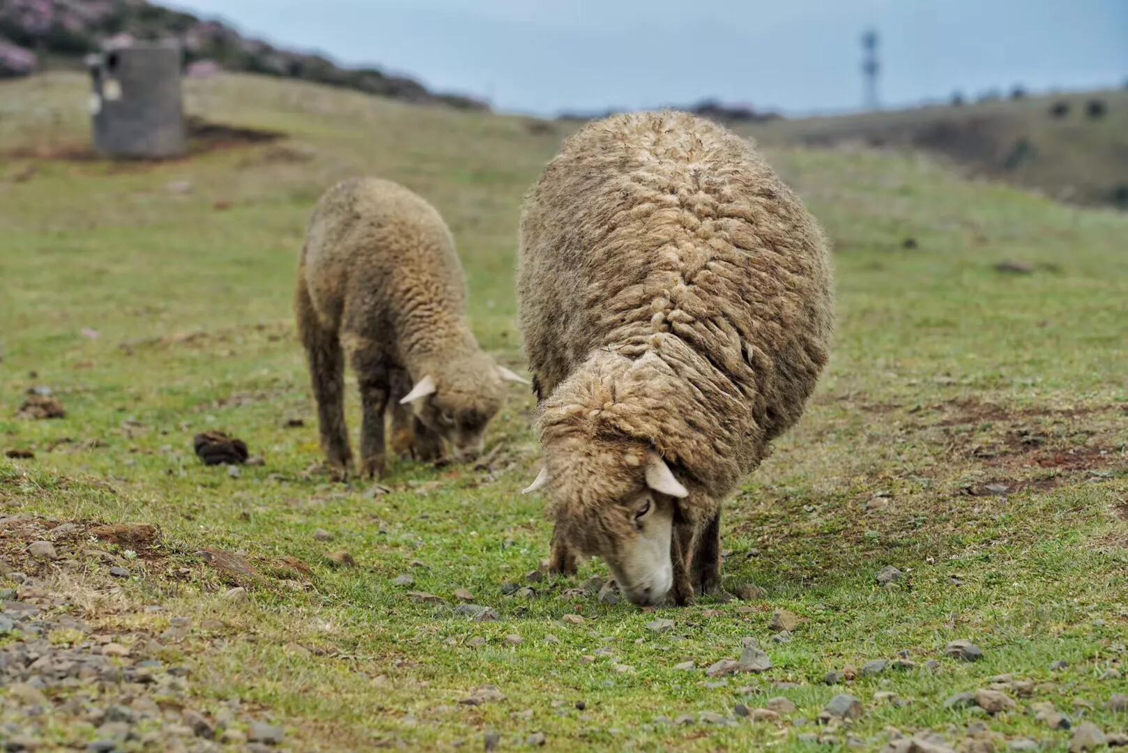 乌蒙大草原高山矮杜鹃,盘州市乌蒙大草原高山
