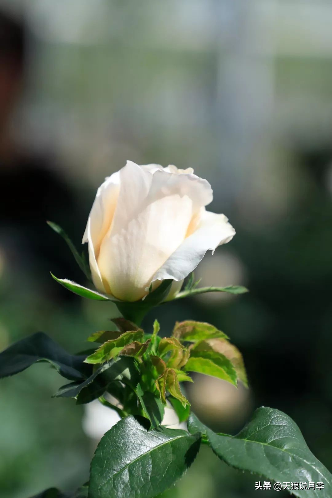 都说“最美人间四月天”，应该就是月季开花的模样吧！