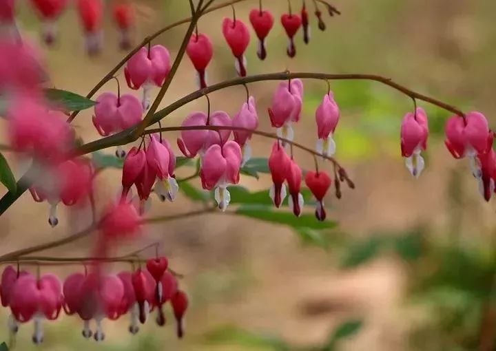 看到花的时候,不知是什么花?那就收下这份百花图谱