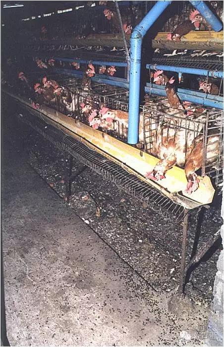 夏天房子里苍蝇蚊子多怎么办,夏天到了苍蝇和蚊子怎样消除