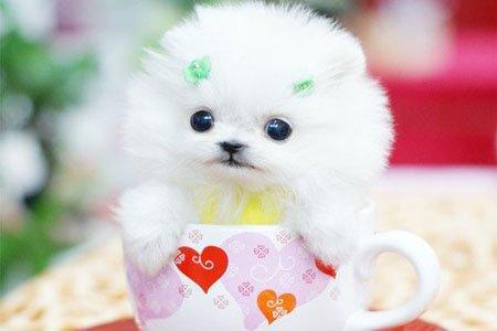 如何喂养茶杯贵宾,新手养博美茶杯犬的注意事项