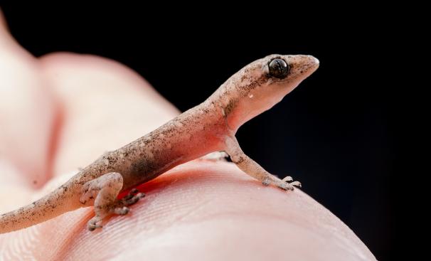 壁虎为什么称为五毒之首,壁虎为什么是五毒之一它有毒吗