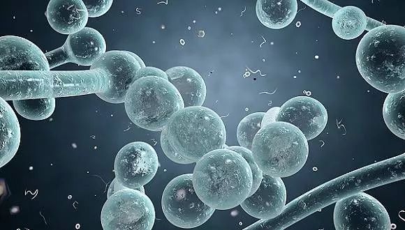 湿性猫传腹打441针治愈率多高,最可怕的猫咪是什么