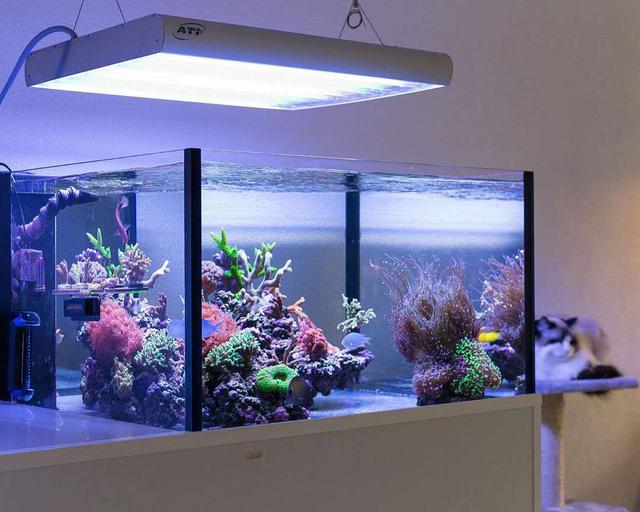 什么叫做生态鱼,生态鱼缸水是什么水