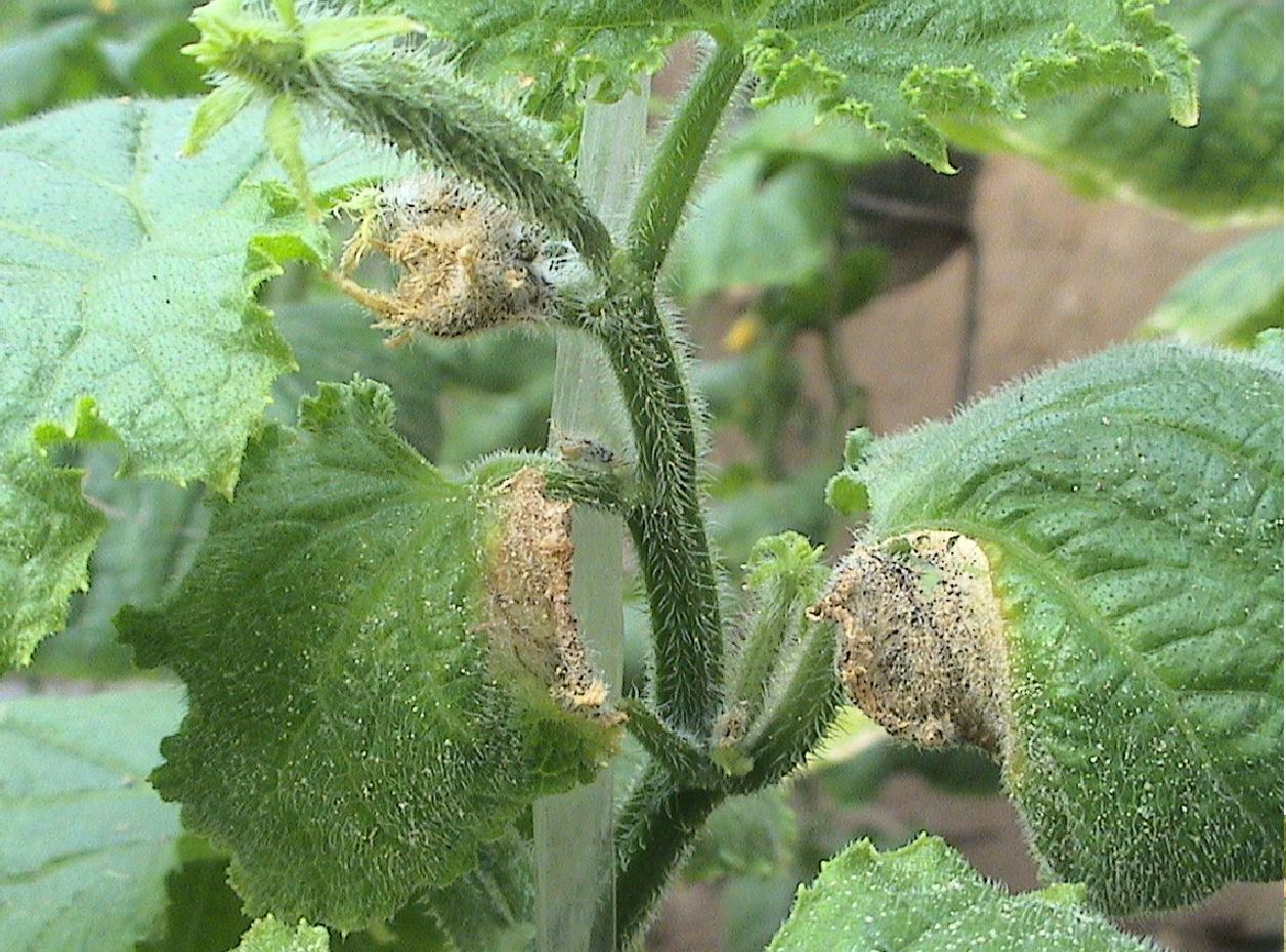 黄瓜“龙头”消失或折断的原因与对策分析