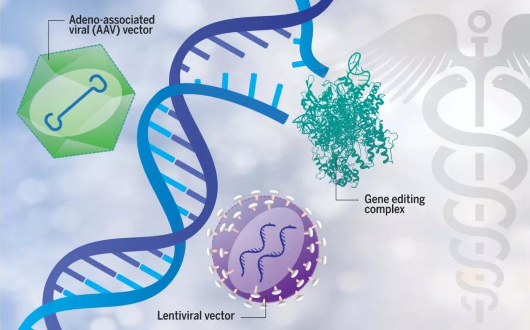 基因编辑治疗癌症新突破：浙大吕志民团队通过CRISPR抑制肿瘤生长