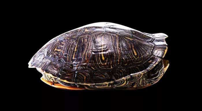 2017年高送转股票一览表,2020第一季度高送转