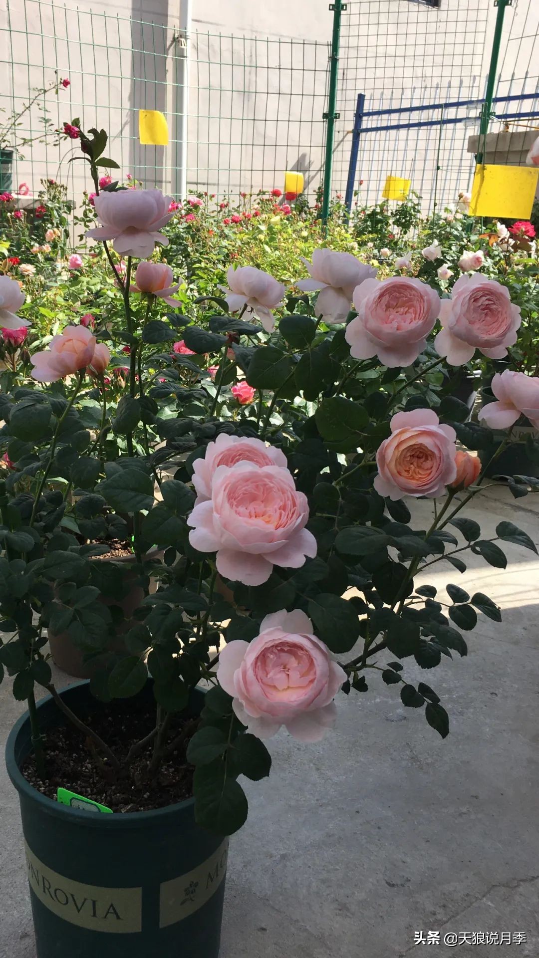 花友家的春花都开爆爆爆了，快来云赏花！（上）