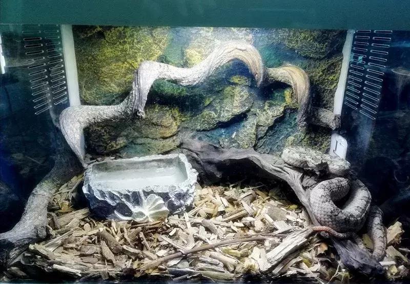 如何让观赏蛇类在人工环境下住得幸福