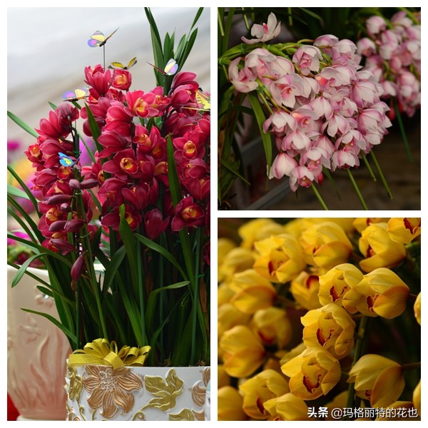 过年买点花,过年了买点什么花草