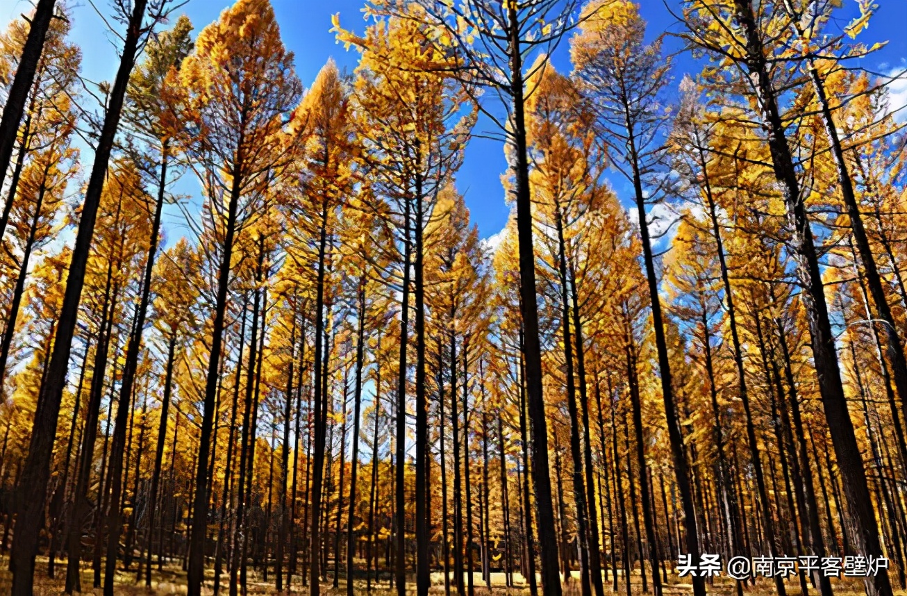 真火壁炉适合什么木材,真火壁炉燃料