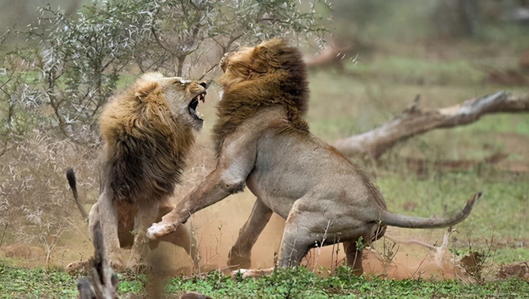 为什么雄狮和雌狮不一起生活,雄狮与雌狮战斗力区别