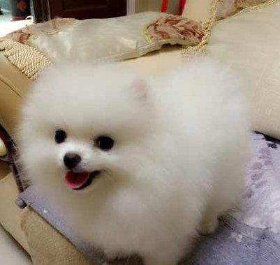 博美犬疯狂掉毛怎么办？换毛期该怎么护理？吃什么能美毛？