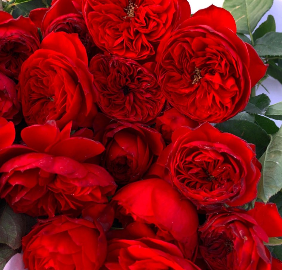 100种月季经典品种,100种经典月季品种