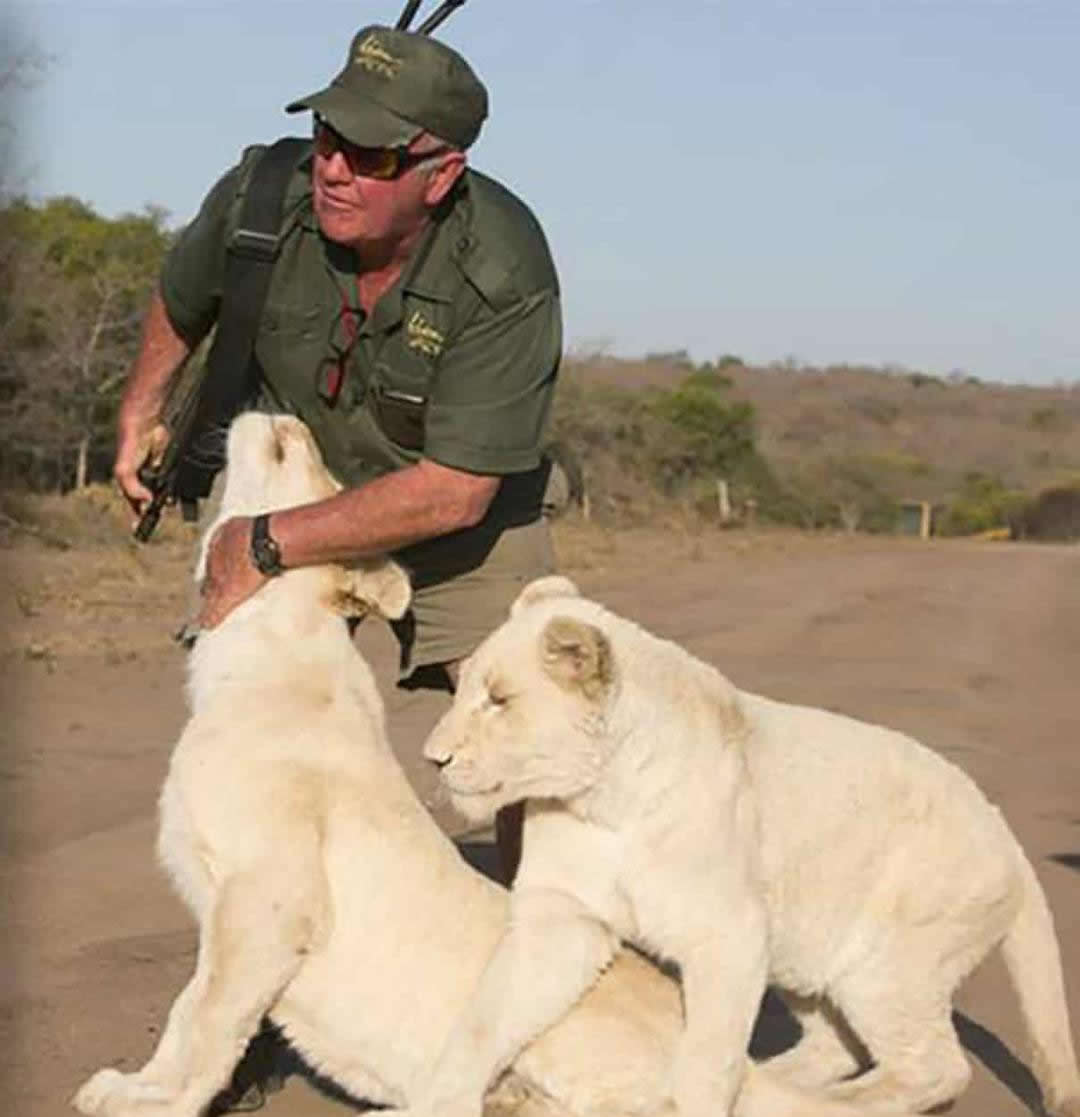 遇到猛兽如何自救100字,面对大型猛兽如何自救