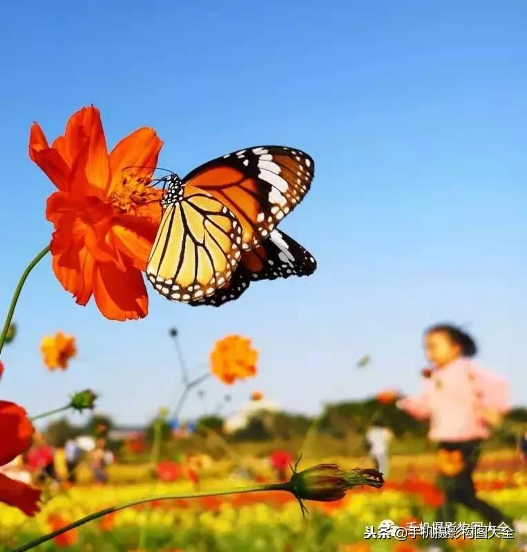 手机拍秋天摄影,记录秋天里的美好手机摄影