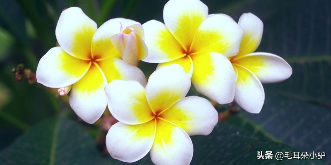 佛教的九种圣花,佛经中的四大天界宝花