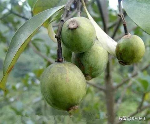 客家酸味野果,客家的野果