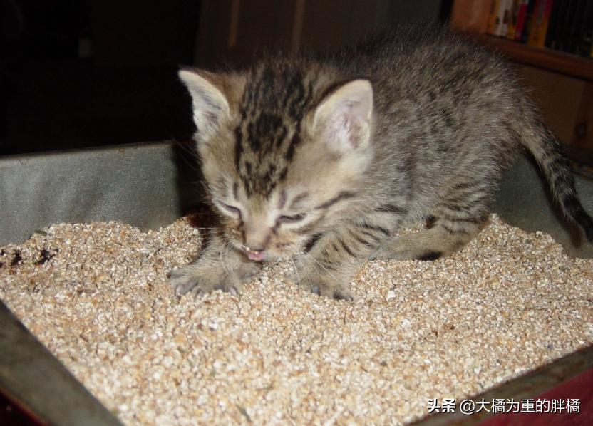 猫咪两天不拉屎正常吗幼猫,幼猫有什么上厕所的前兆