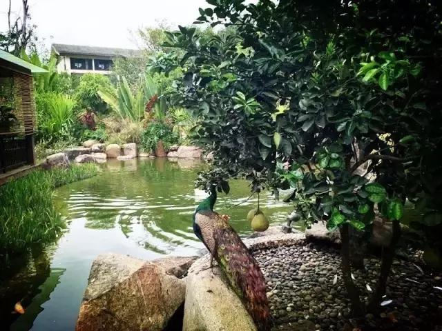 西双版纳13大旅游度假酒店，高品质，家庭出游最佳选择#版纳旅游