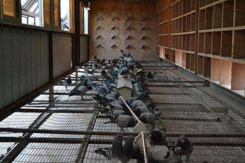 赛鸽甩食拉稀快速治疗,赛鸽甩食肠道不通